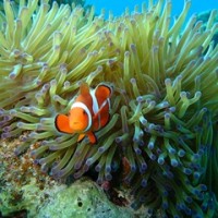 カクレクマノミ