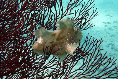 ハダカハオコゼ