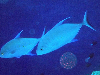 ナンヨウカイワリ