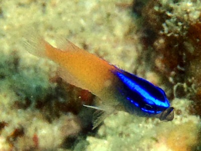 レモンスズメダイ