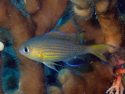 ヒメスズメダイ