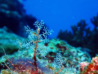 12510630_922249314538854_736814636_o