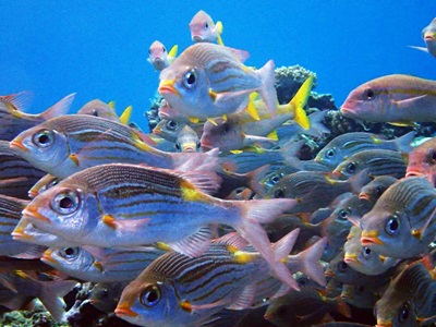 12511065_922250764538709_2122229962_o