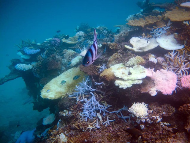 14446205_1455940907766546_2638492956614666653_n