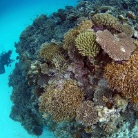 サンゴとダイバー