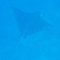 マダラトビエイ