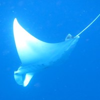 飛ぶマンタ、下から