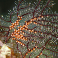 オウギウミヒドラの卵
